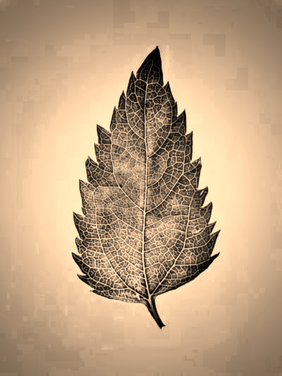 The Folium leaf